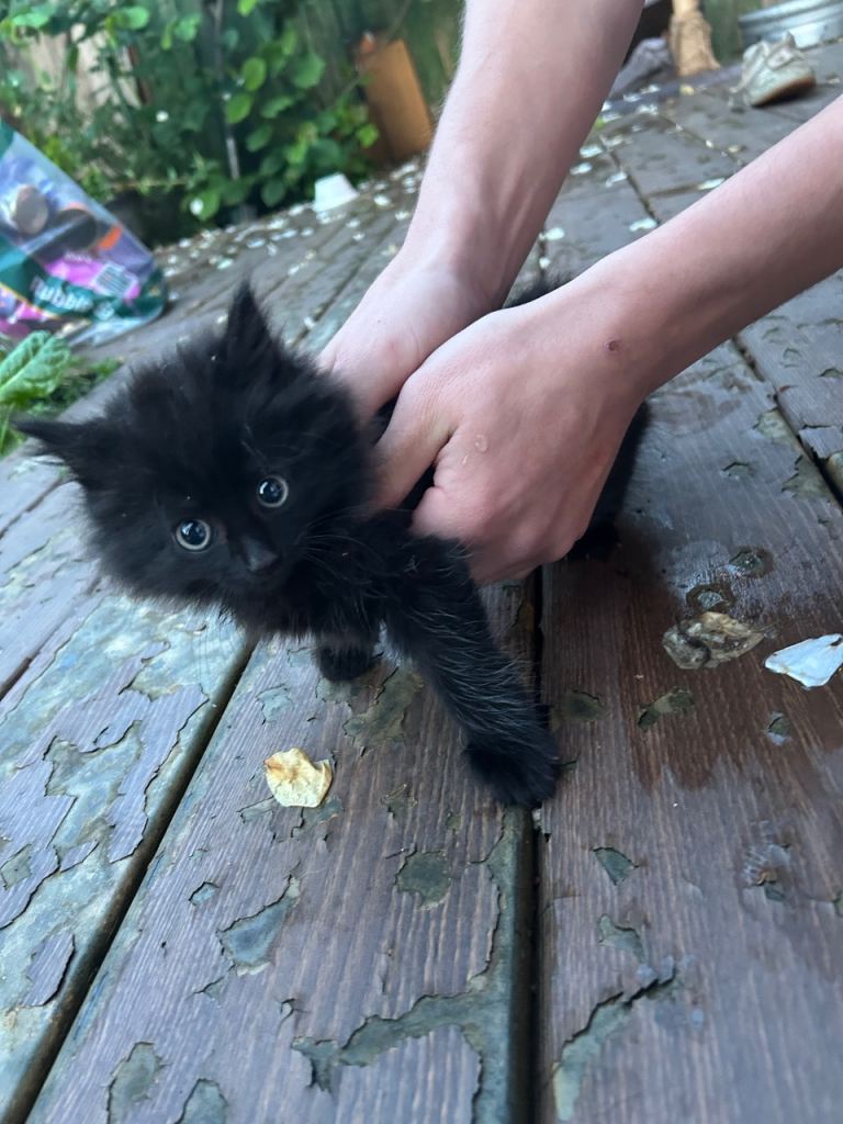 Cats for sale 10 weeks