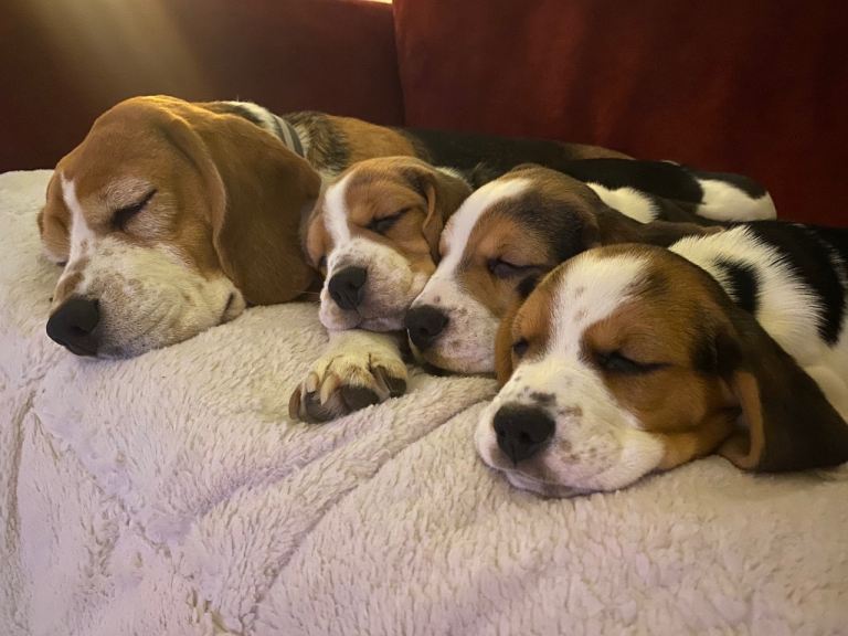 Beautiful chunky beagle puppies, 1xboy & 2xgirls remaining, ready to leave end of Feb '26