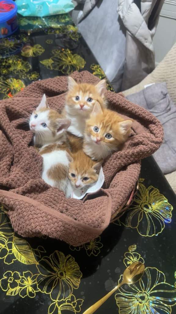 Kittens for sale 