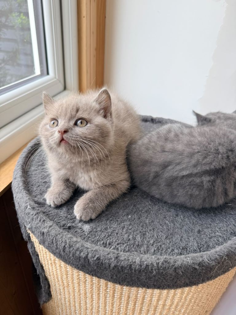 Bsh kitten for sale 