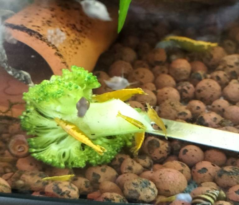 Costessey NR5 0PX Aquarium shrimp reds, yellows and blacks 