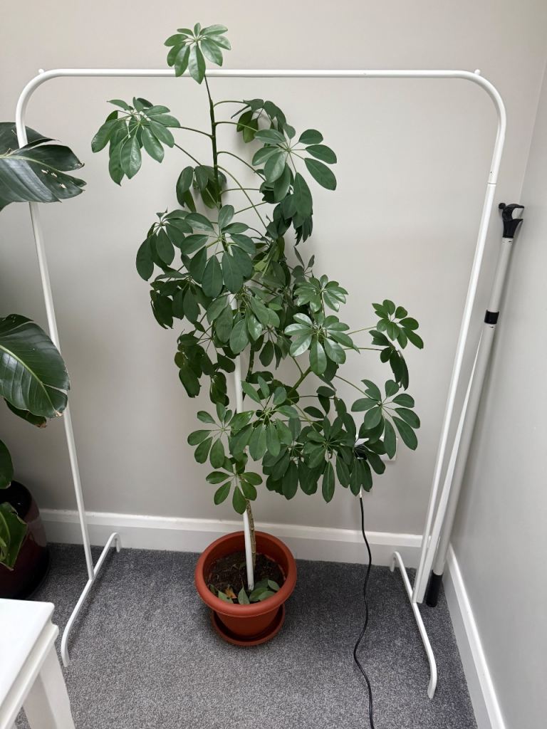 Money Tree Large House Plant