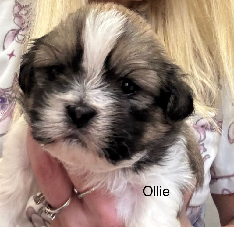 Shih Tzu 