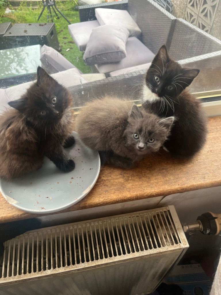 Beautiful Kittens