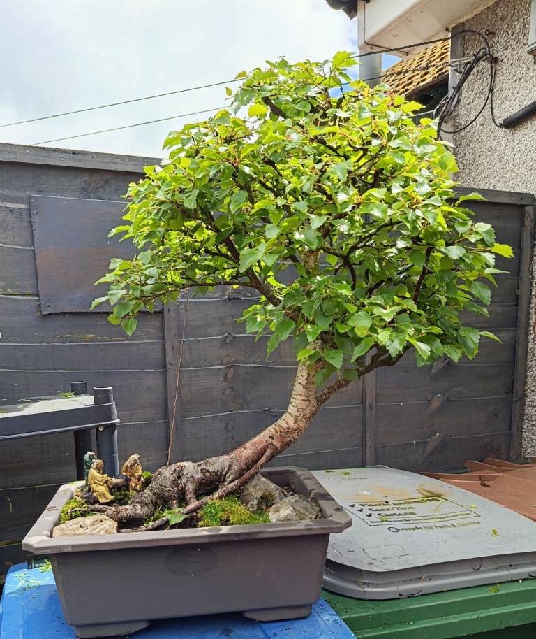 bonsai sweater Bonsai Hoodie Ecru