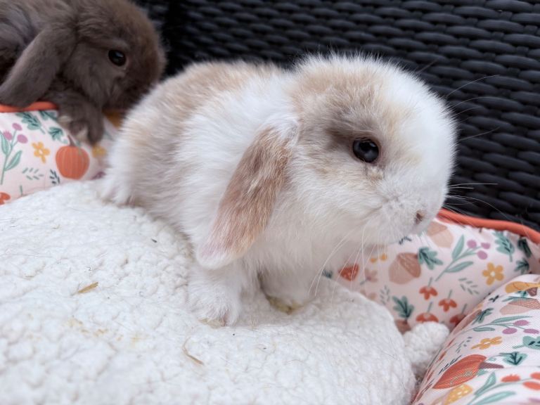 1 final male mini lop baby left