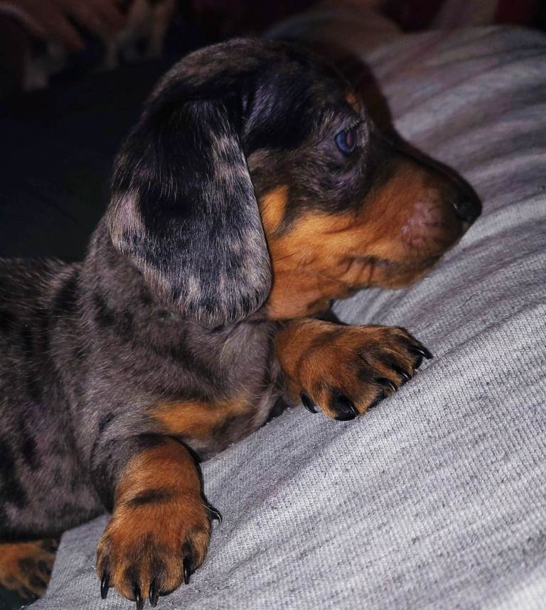 KC Registered Miniature Dachshund puppies