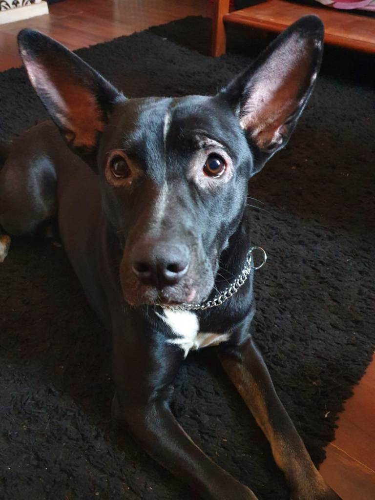 American bull dog cross 