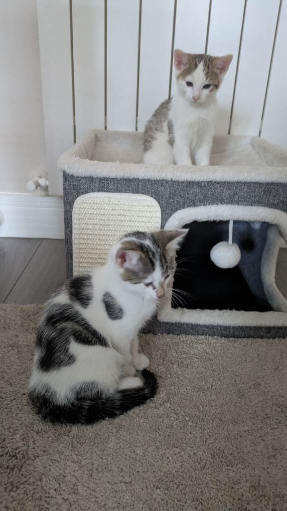 Beautiful kittens