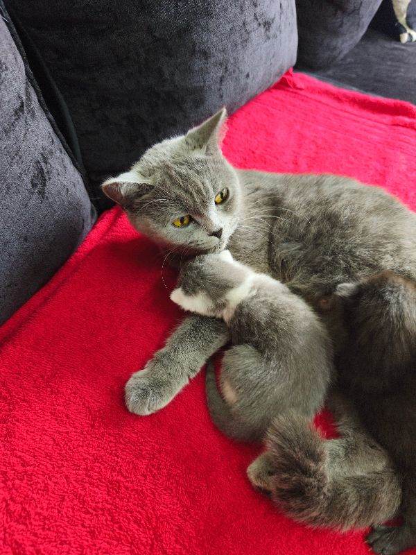 Kittens