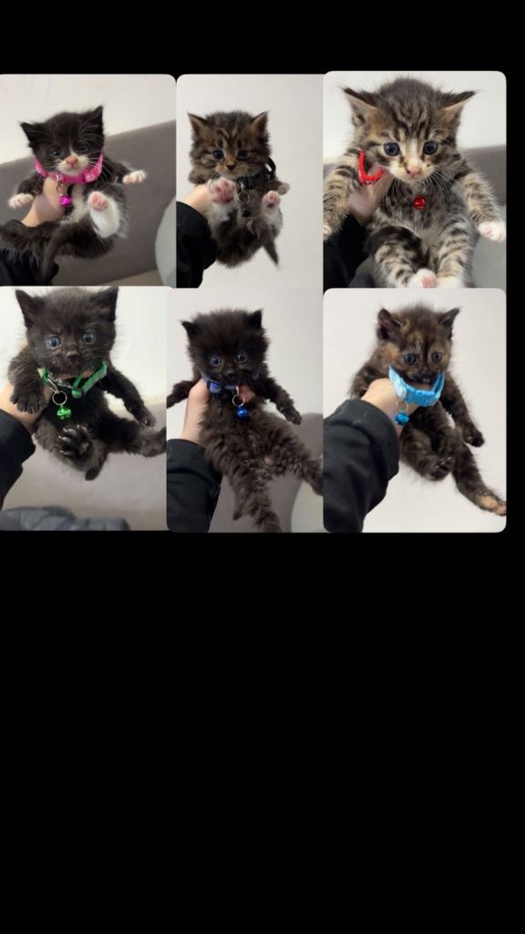 5 kitty male & female 