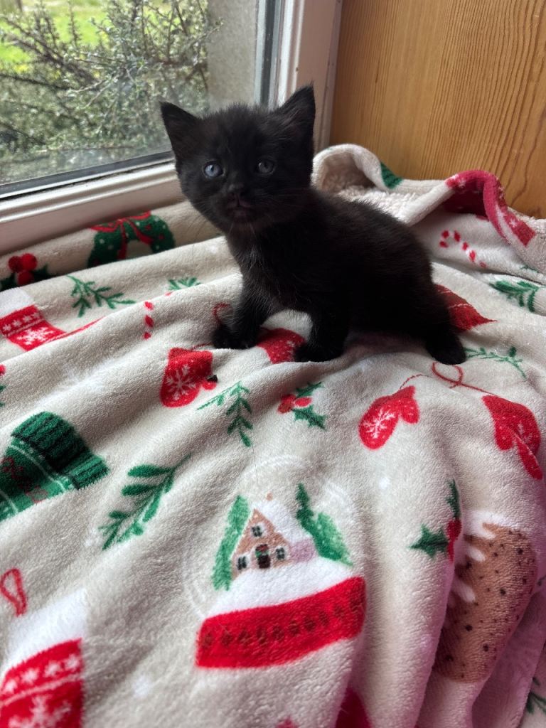 1 Kitten looking for her forever home
