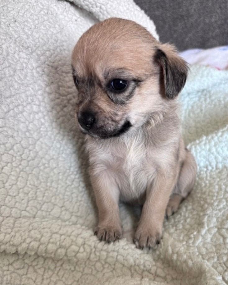 Puppies for sale £900