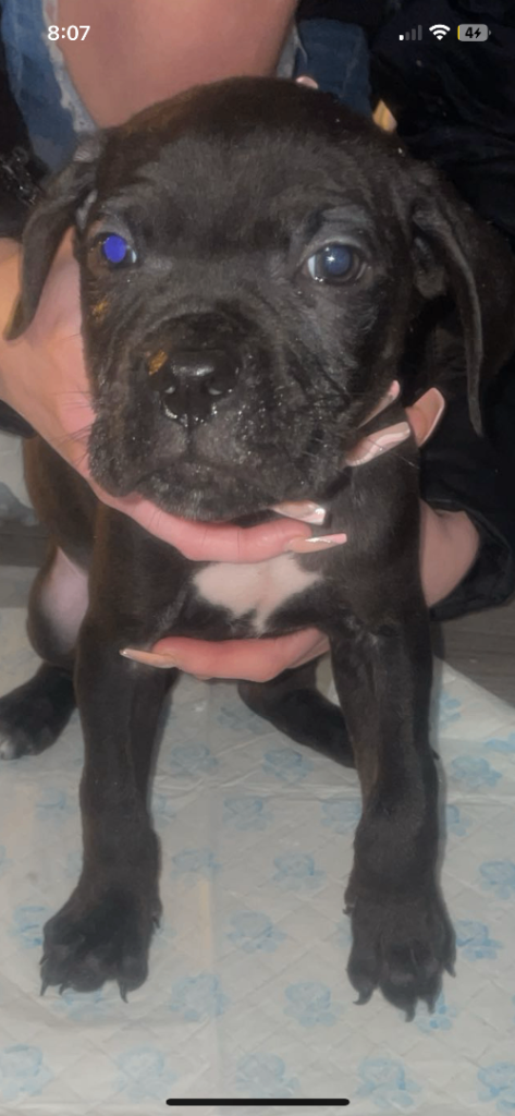 Cane corso little boy puppy’ looking  for new loving  homes 