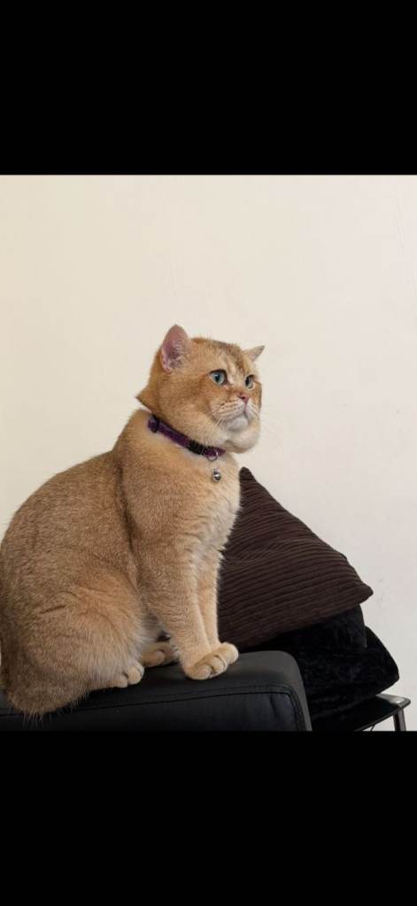 Golden Shorthair cat