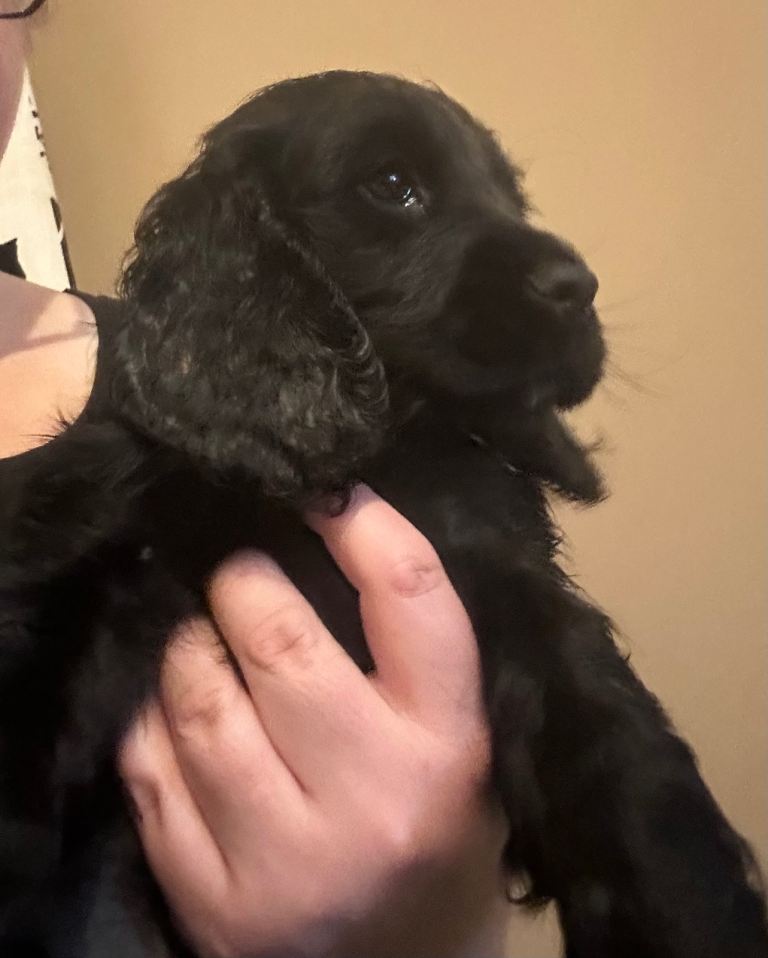 Cocker Spaniel puppy