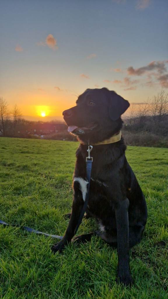 Lab x Bernese female