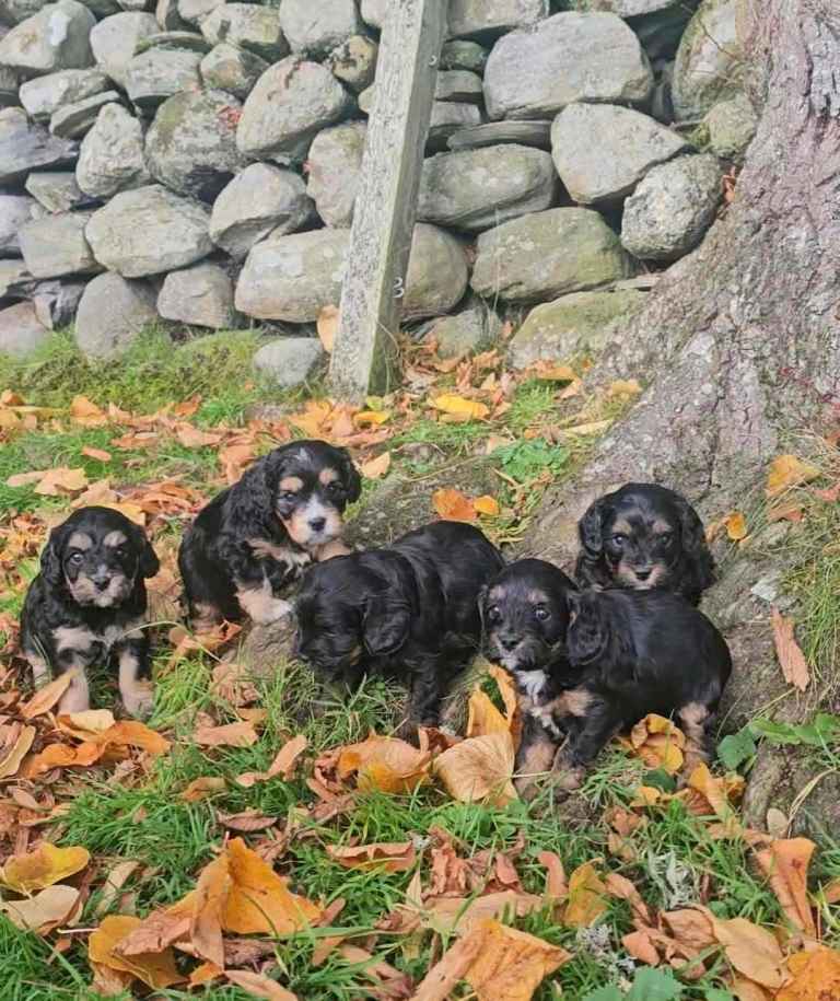 Beautiful Minature Cavapoo's fully health tested
