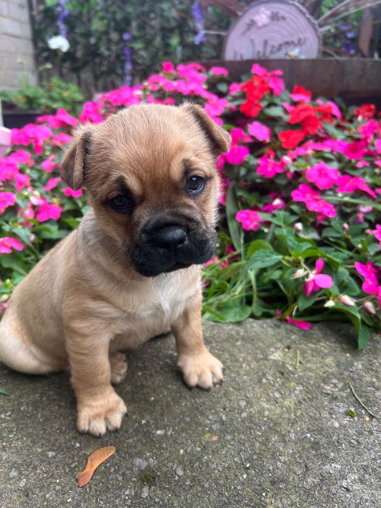 French Rottweiler Sharpei 