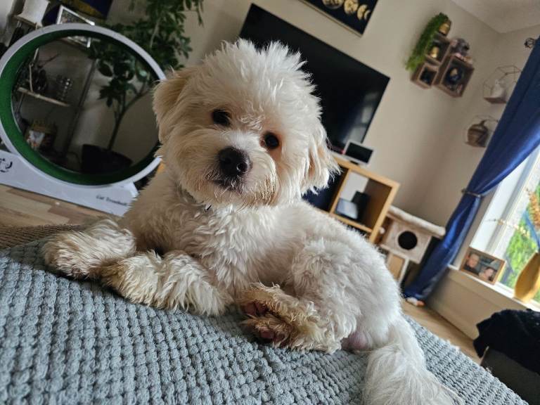 11 month puppy for quick sale