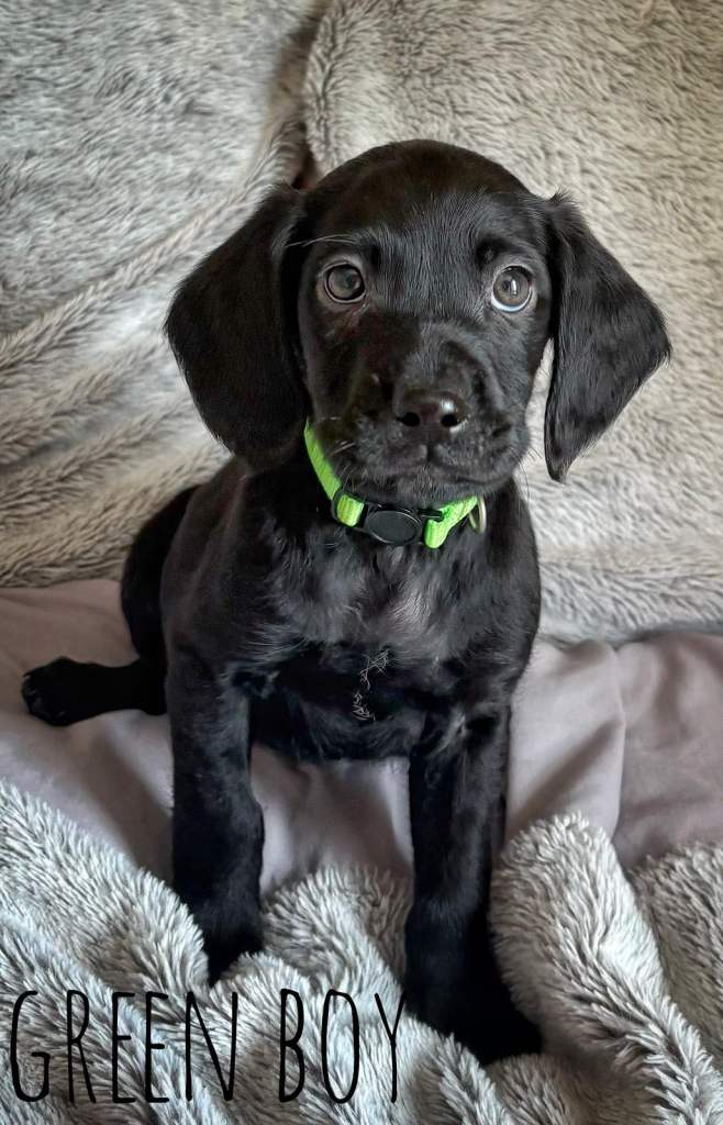 Black Labrador. Cocker spaniel. Cockerdor. Puppies 