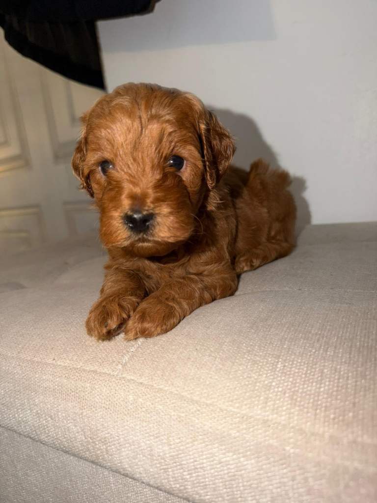 🐾 F1b Cockapoo Puppies – Basildon 🐾