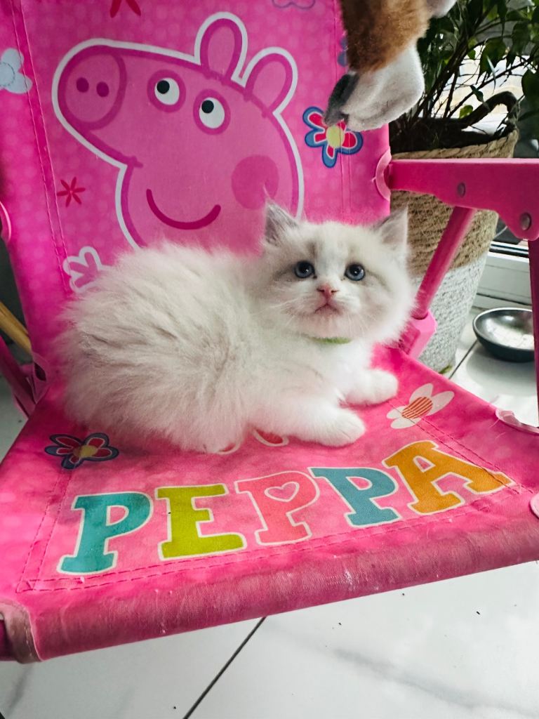 Ragdoll male kitten for sale😻