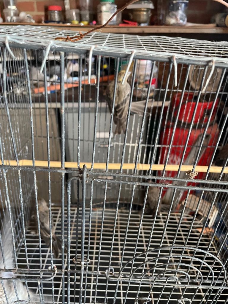 Mexican house finches 
