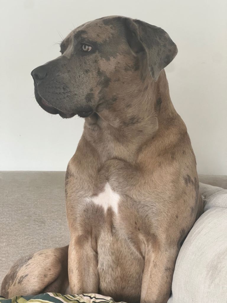 Lilly Cane Corsa looking for forever home