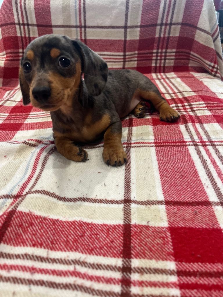 Miniature dachshunds for sale