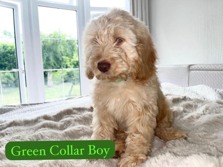 Beautiful F1 Cockapoo Puppies - 1 BOY 