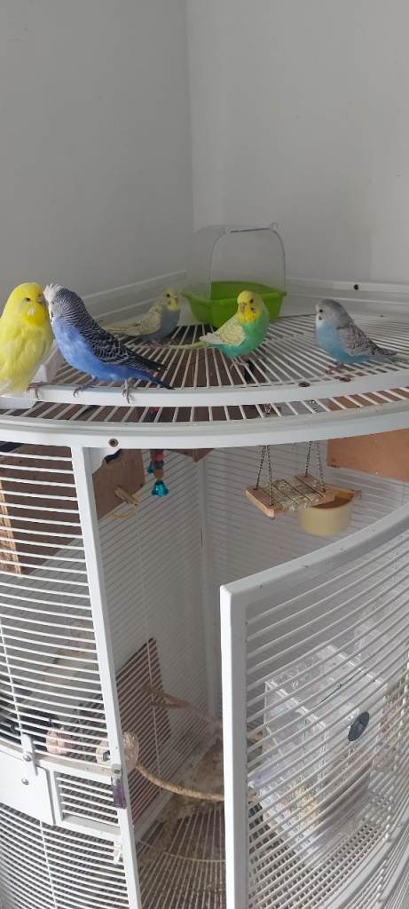 Beautiful budgies ,large cage available as well