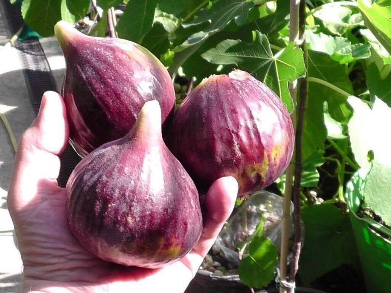 fig tree from Cyprus unique jumbo variety producing twice yearly in 3 litre pot
