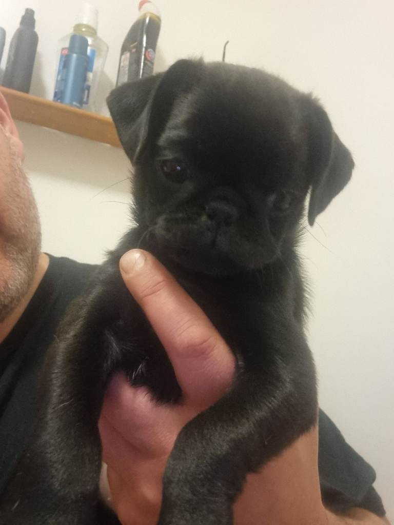 Black Female Pug Puppy – 12 Weeks Old