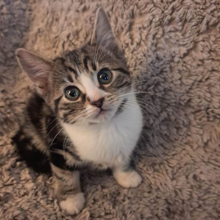 Tuxedo x tabby x bengal kittens 