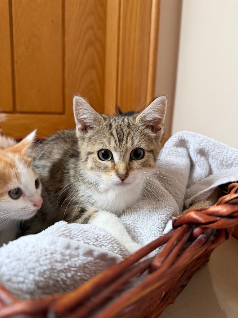 4 beautiful kittens for sale