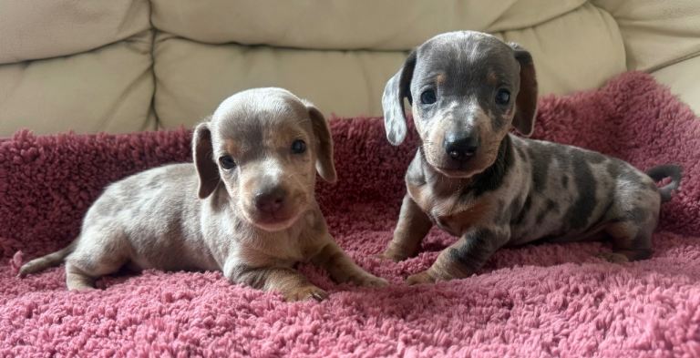Good afternoon here I have had a beautiful litter of miniature dachshunds.