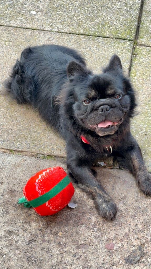 Male frenchie