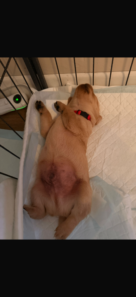 Labrador retriever puppies 