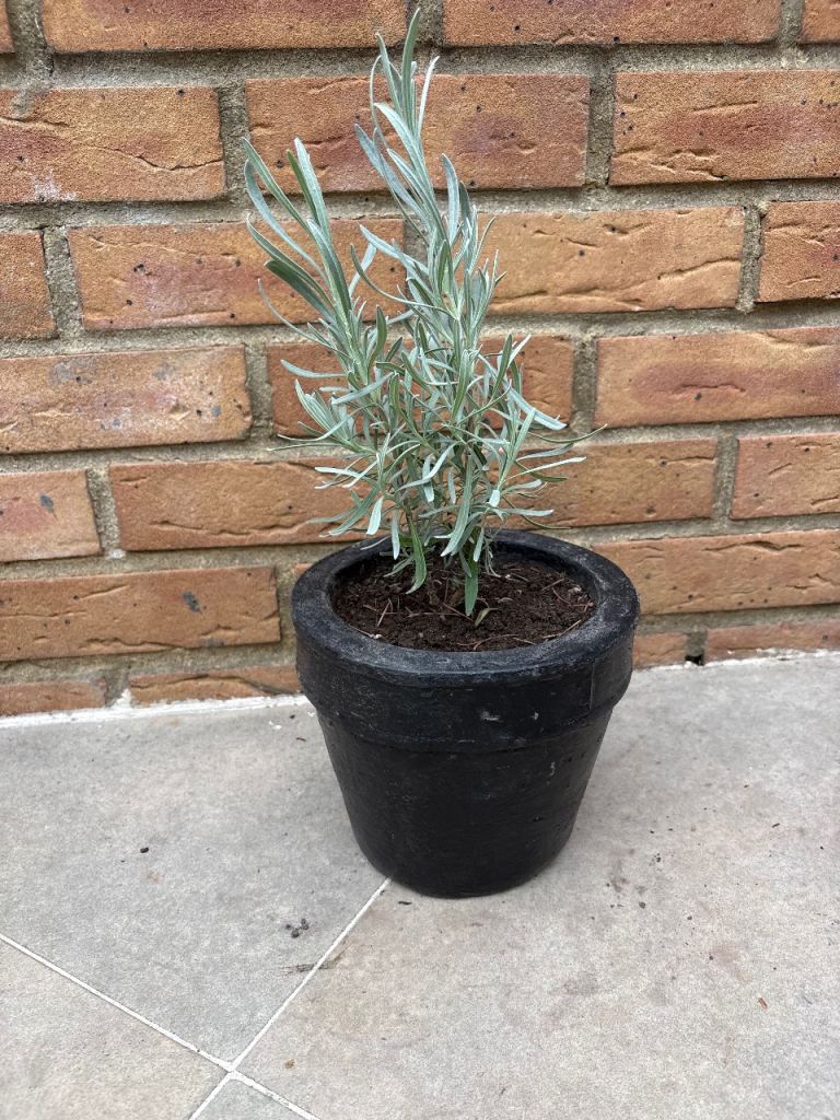 Lavender plant in black painted terracotta pot £10