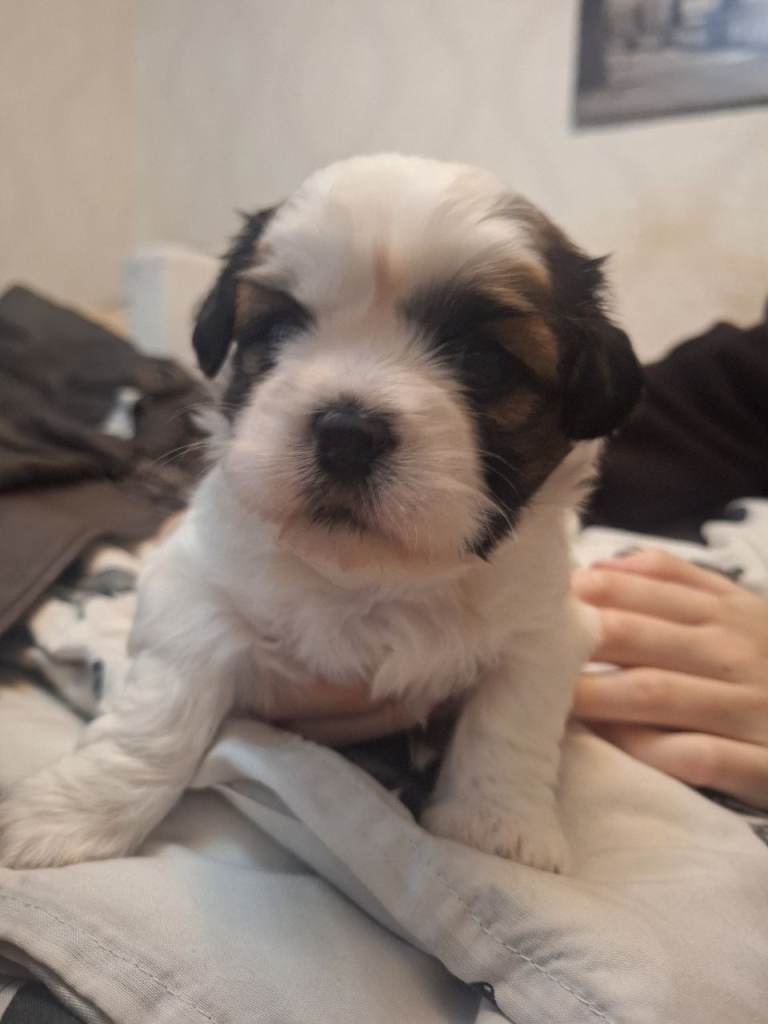 Shih Tzu puppies looking for homes