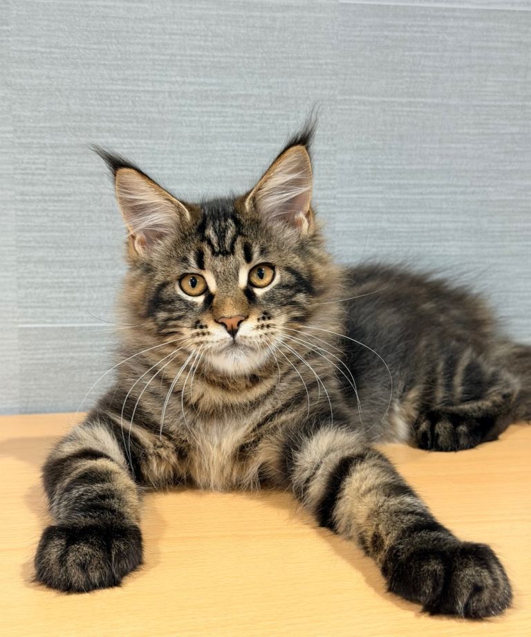 BEAUTIFUL MAINE COON GIRL LOOKING FOR NEW HOME