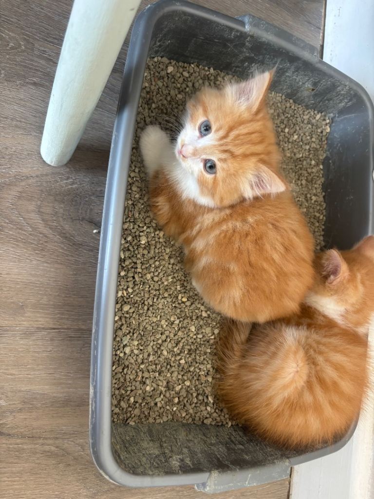 5 beautiful kittens for sale 