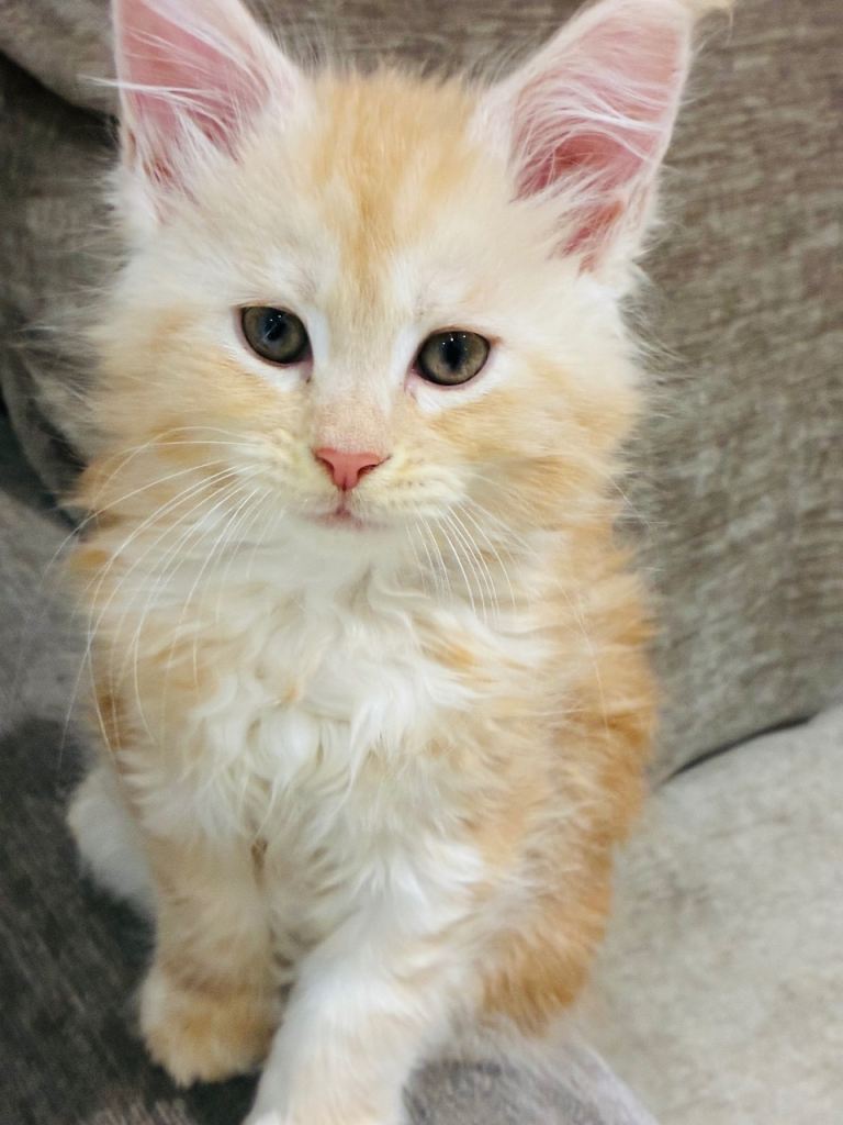 Little Maincoon fluffballs 