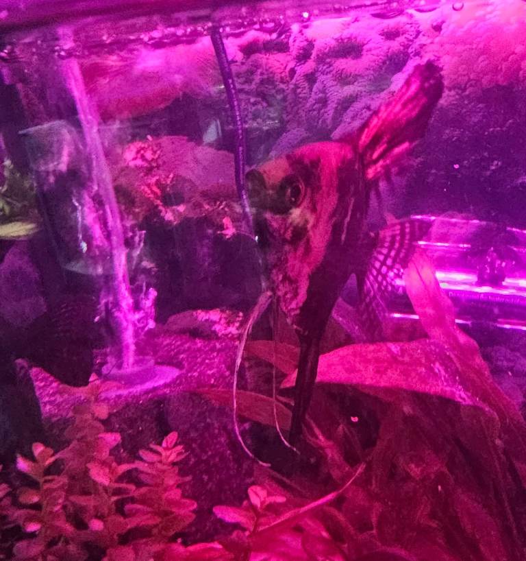 Young adult ANgel fish, and rare Montezuma Swordtails for sale