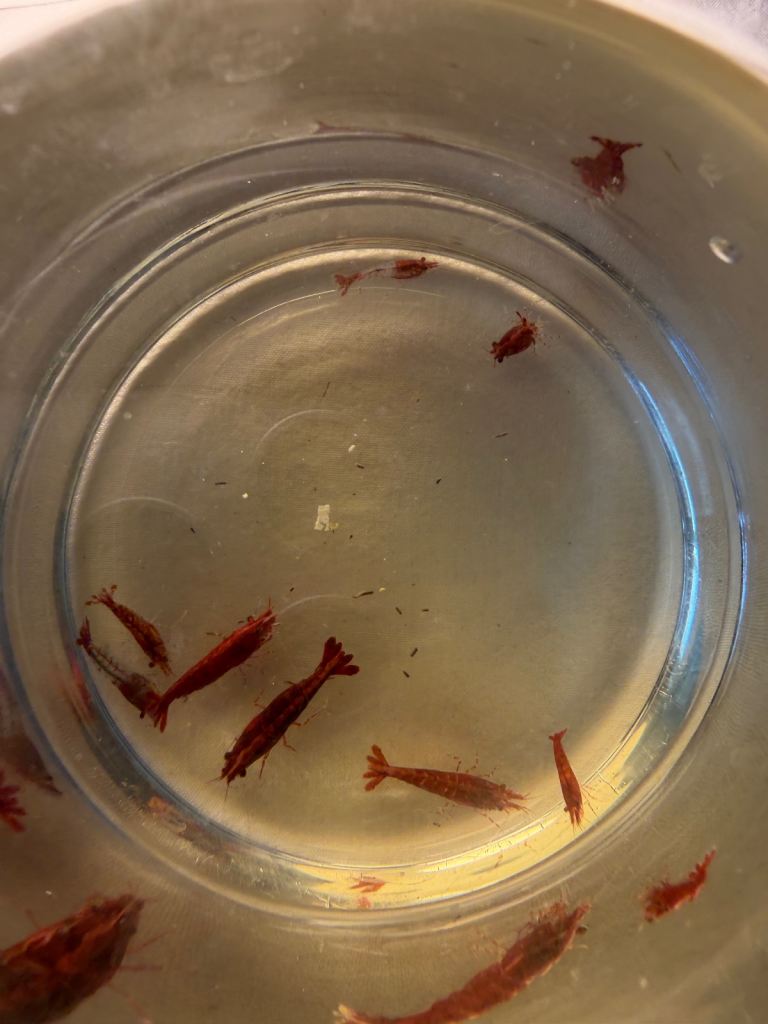 Cherry shrimp