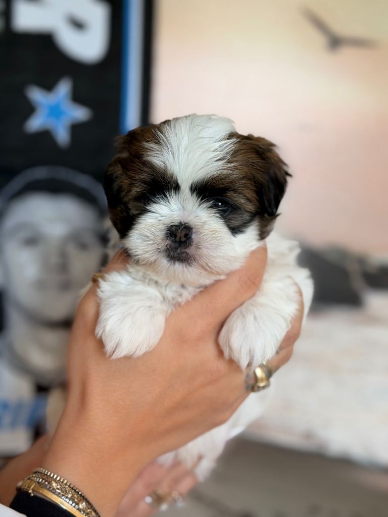 🐶 Shih Tzu Puppies Ready for Loving Homes! 🐶