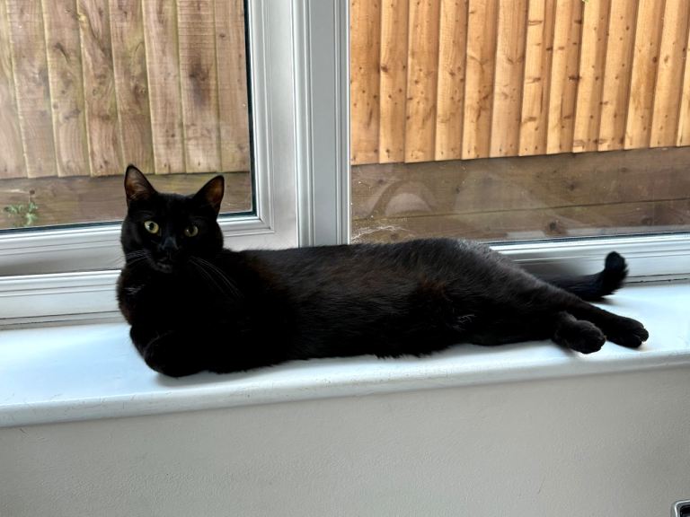 Black Female Cat 