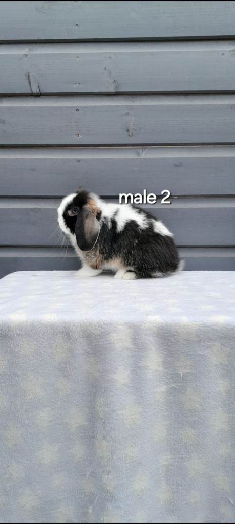 Purebred mini lop rabbits ready now 