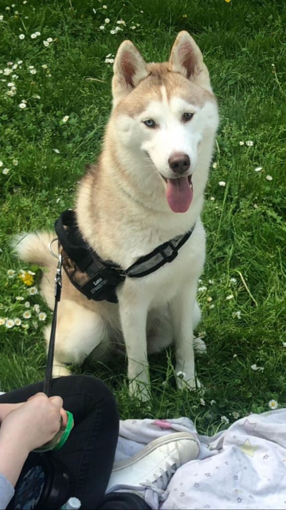 loving siberian husky
